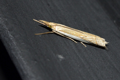 Fernandocrambus