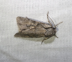 Lacinipolia acutipennis