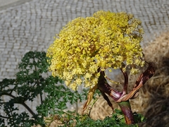 Thapsia foetida