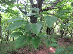 Fagus crenata