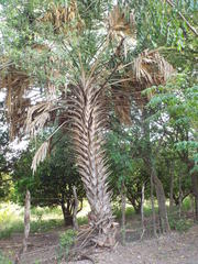 Sabal mexicana