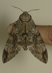 Psilogramma vates