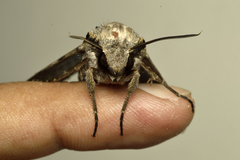 Psilogramma vates