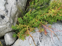 Euphorbia palustris