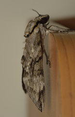 Psilogramma vates