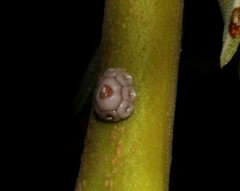 Ceroplastes rusci