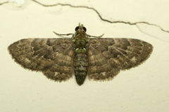 Antimimistis attenuata