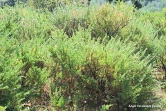 Adenocarpus hispanicus