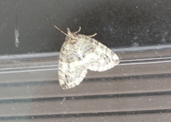 Hydriomena renunciata