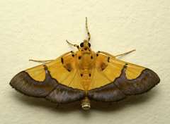 Endocrossis flavibasalis