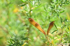 Adenocarpus hispanicus