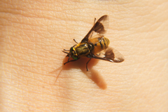 Chrysops viduatus