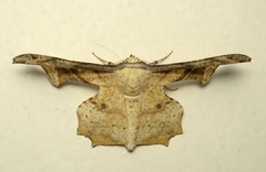 Gonodontis