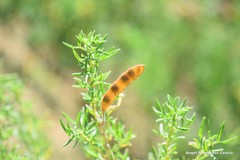 Adenocarpus hispanicus