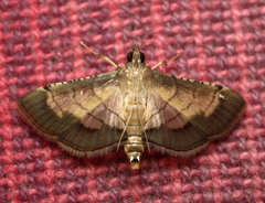 Cnaphalocrocis trebiusalis