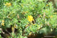 Adenocarpus hispanicus