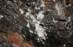 Marchalina hellenica