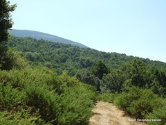 Adenocarpus hispanicus