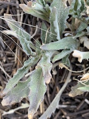 Viola pinetorum grisea