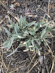 Viola pinetorum grisea