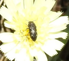 Acmaeodera bipunctata bipunctata