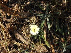 Pilosella castellana