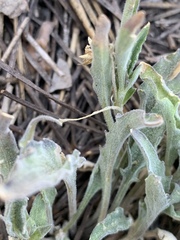 Viola pinetorum grisea