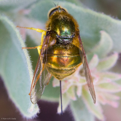 Eulonchus smaragdinus