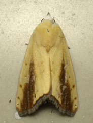 Xanthodes intersepta