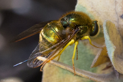 Eulonchus smaragdinus