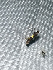 Caloptilia umbratella