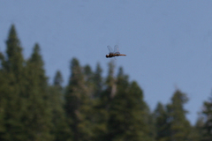 Pantala hymenaea