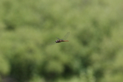 Pantala hymenaea