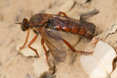Callinicus calcaneus