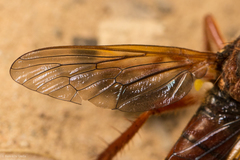 Callinicus calcaneus