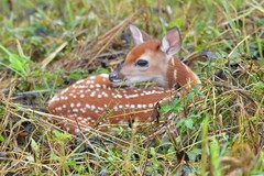 Odocoileus virginianus texanus