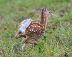 Odocoileus virginianus texanus