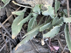 Viola pinetorum grisea