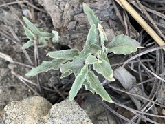 Viola pinetorum grisea
