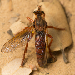 Callinicus calcaneus