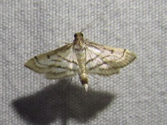 Marasmia