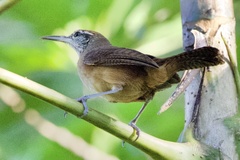 Cantorchilus longirostris