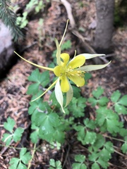 Aquilegia chrysantha
