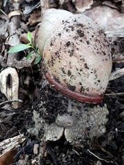Megalobulimus oblongus
