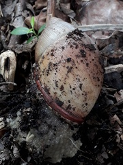 Megalobulimus oblongus