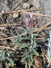 Monardella linoides