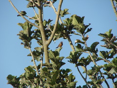 Emberiza tahapisi