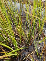Carex mackenziei