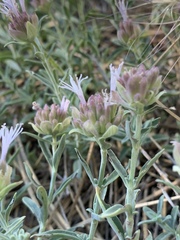 Monardella linoides