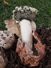 Itajahya galericulata